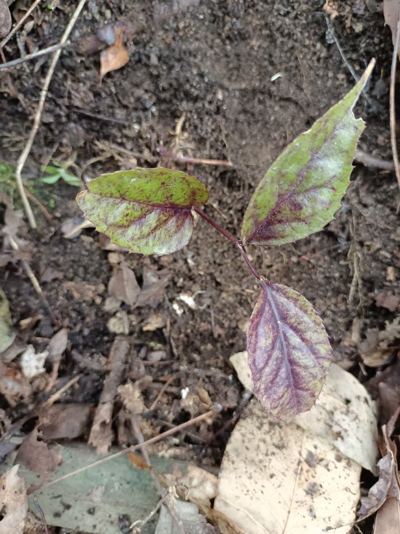 腹水草
