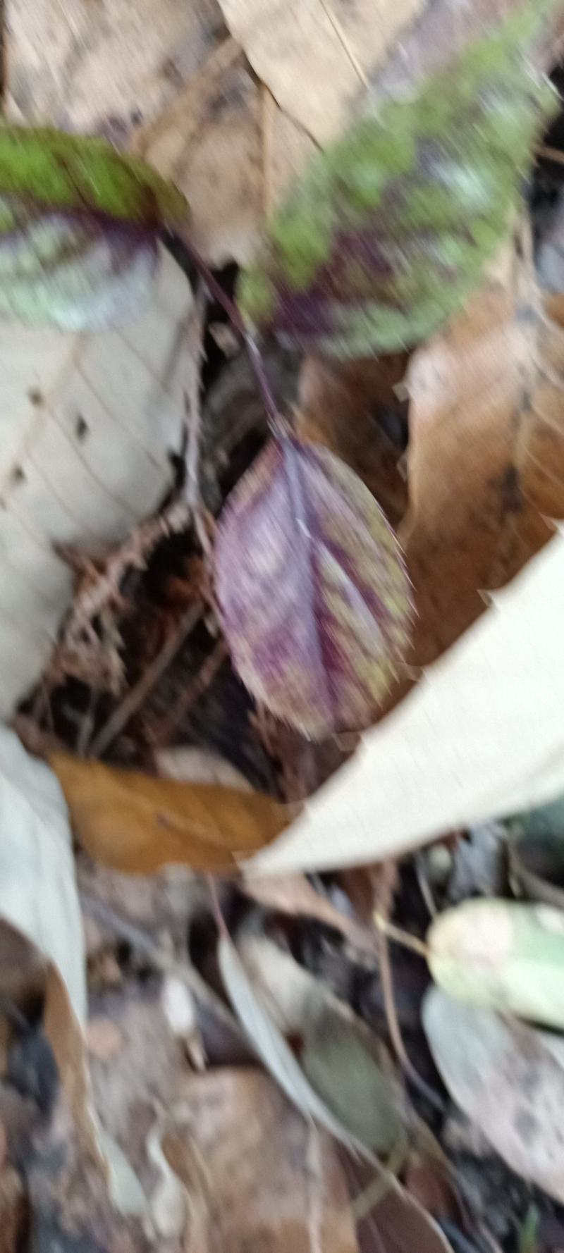 腹水草