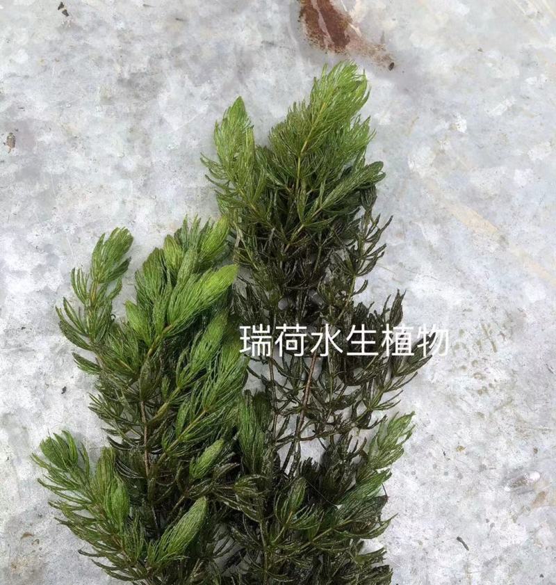 金鱼藻等各种沉水植物种植净化水质瑞荷水生