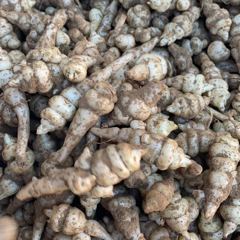 地环菜，螺丝菜，甘露菜！可做种子