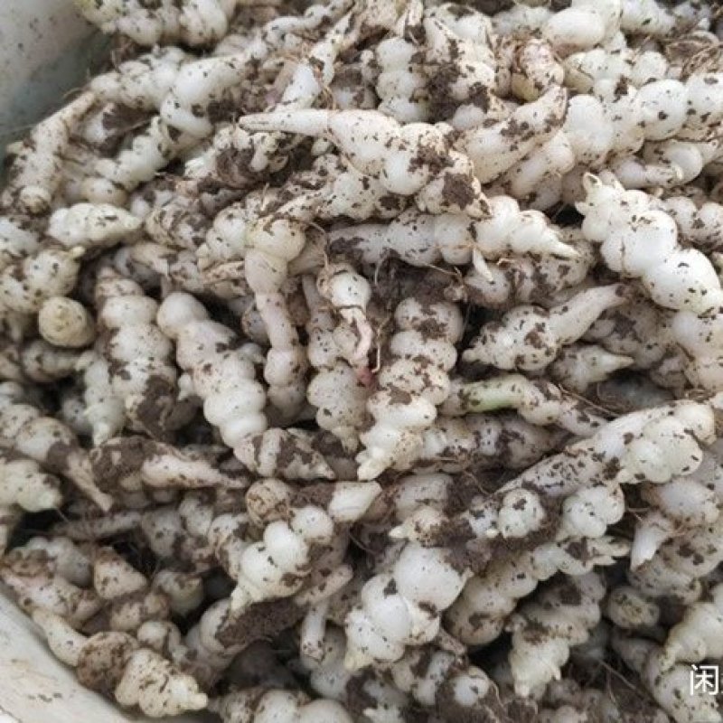 地环菜，螺丝菜，甘露菜！可做种子
