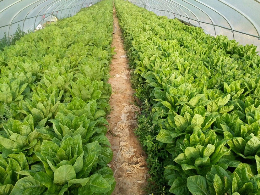 莴苣大棚种植环境示意图