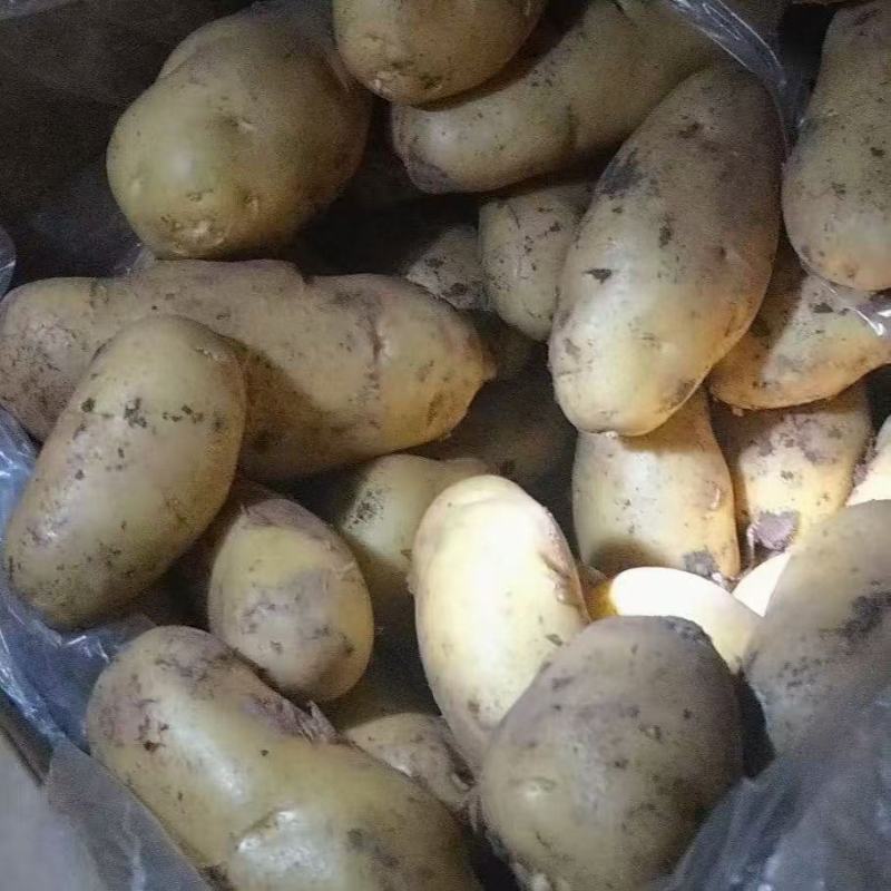 （热销）荷兰十五土豆产区直供，西森,沃土,V7品种齐全。
