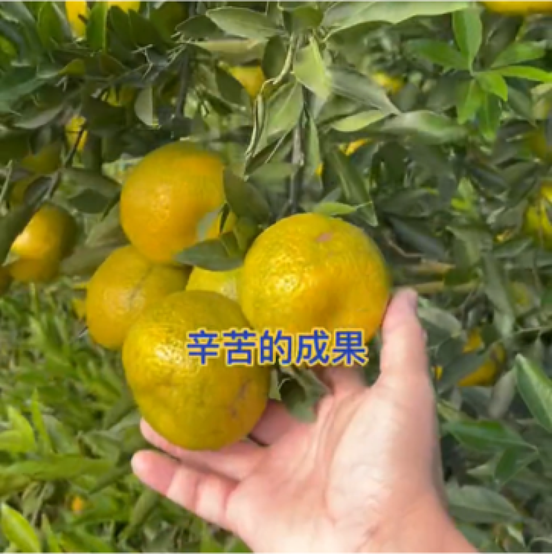 正宗新会陈皮，新会柑鲜果，小青柑、二红柑，大红柑