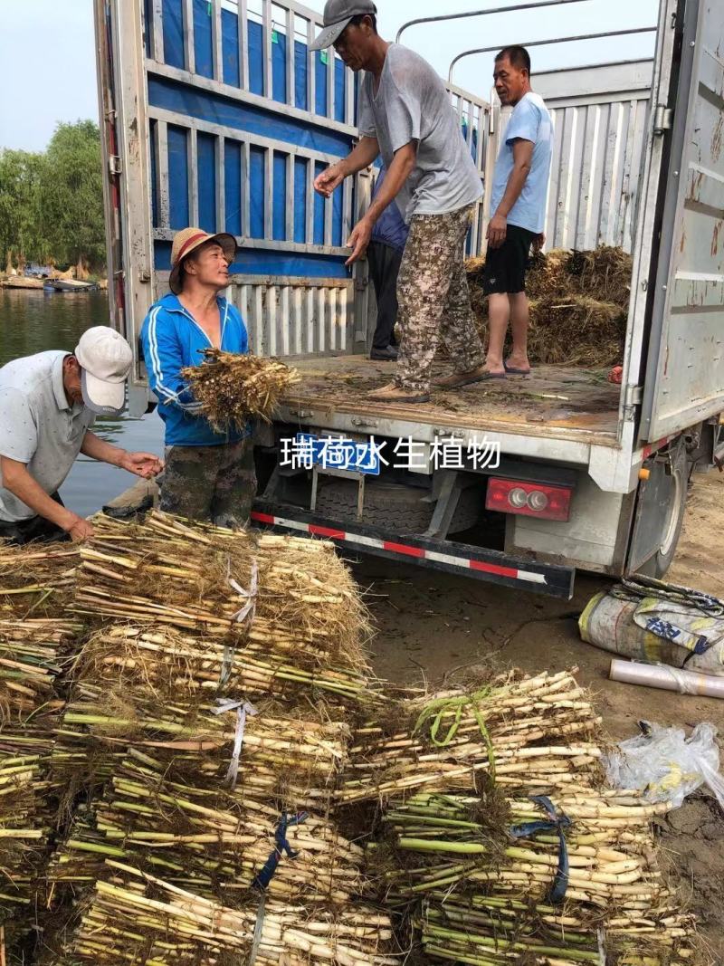 芦苇野生芦苇苗盆栽矮生芦苇白根多须成活率极高