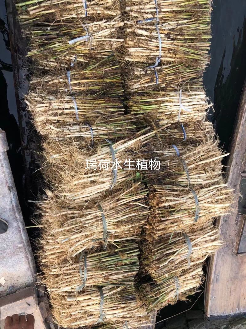 芦苇野生芦苇苗盆栽矮生芦苇白根多须成活率极高