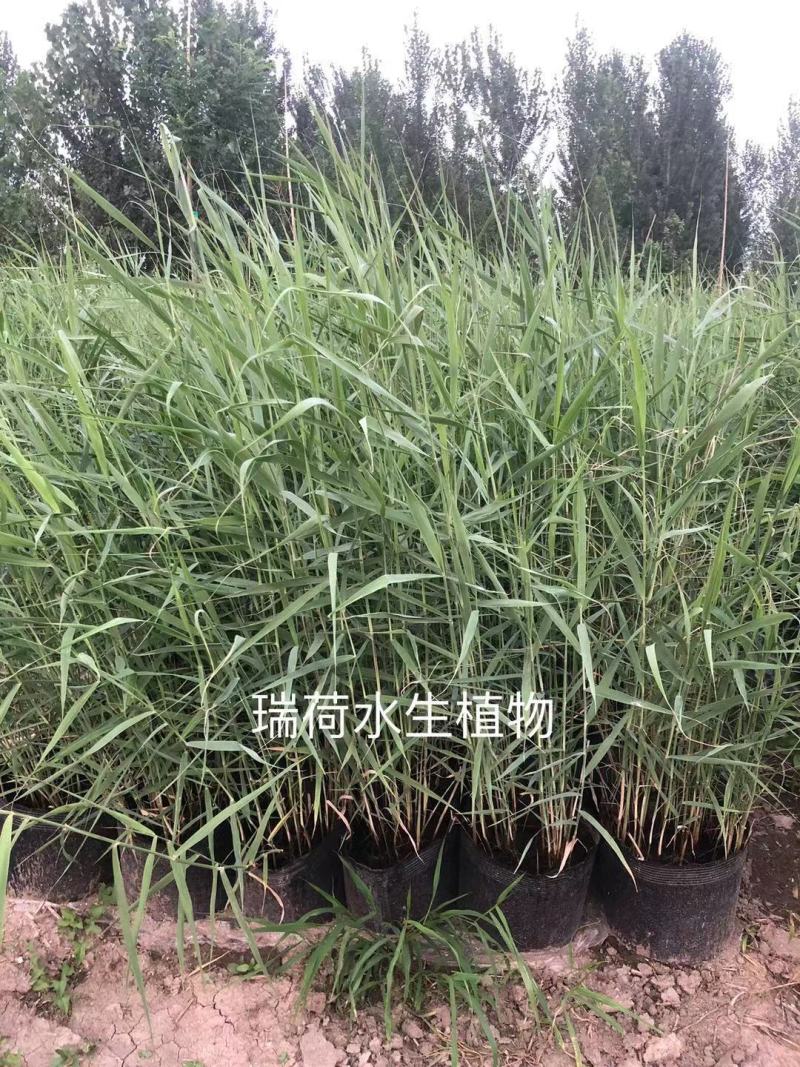 芦苇野生芦苇苗盆栽矮生芦苇白根多须成活率极高