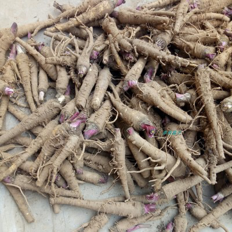 白芷，白芷片，药典标准片，无硫货，种植基地，源头品质