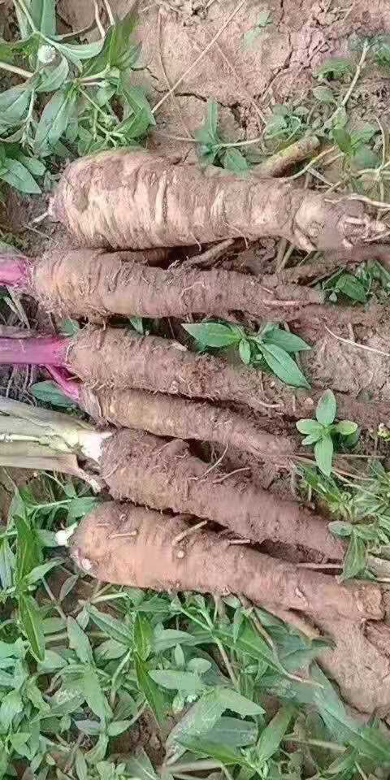 白芷，白芷片，药典标准片，无硫货，种植基地，源头品质