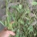 狸尾草，羊咩香草药材干品，手工桃选杂草枯枝，量大者电询