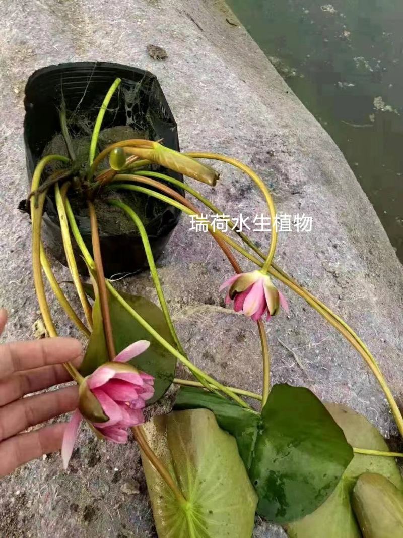 睡莲全芽睡莲苗睡莲块根盆栽睡莲基地自产自销