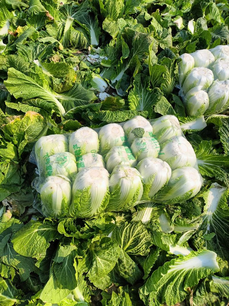精品大白菜