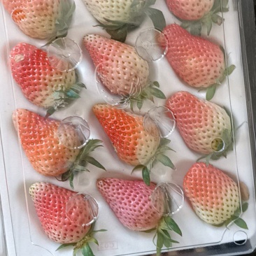 双流区草莓