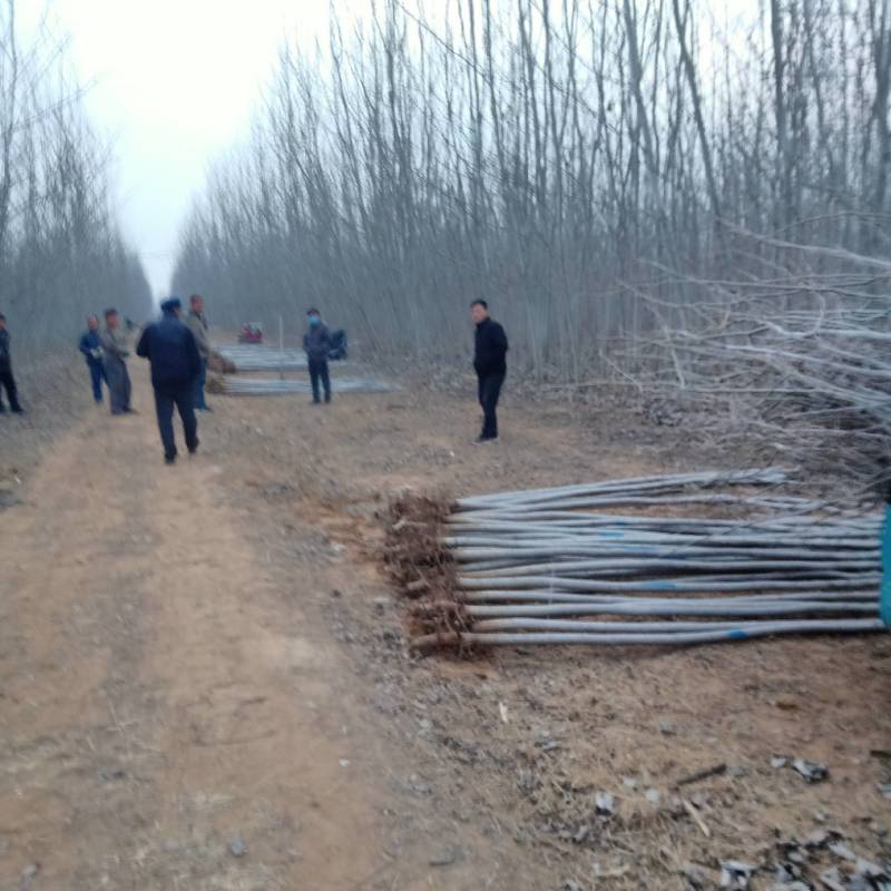 毛白杨，2--15公分，山东冠县顺发苗圃，大量上货中，