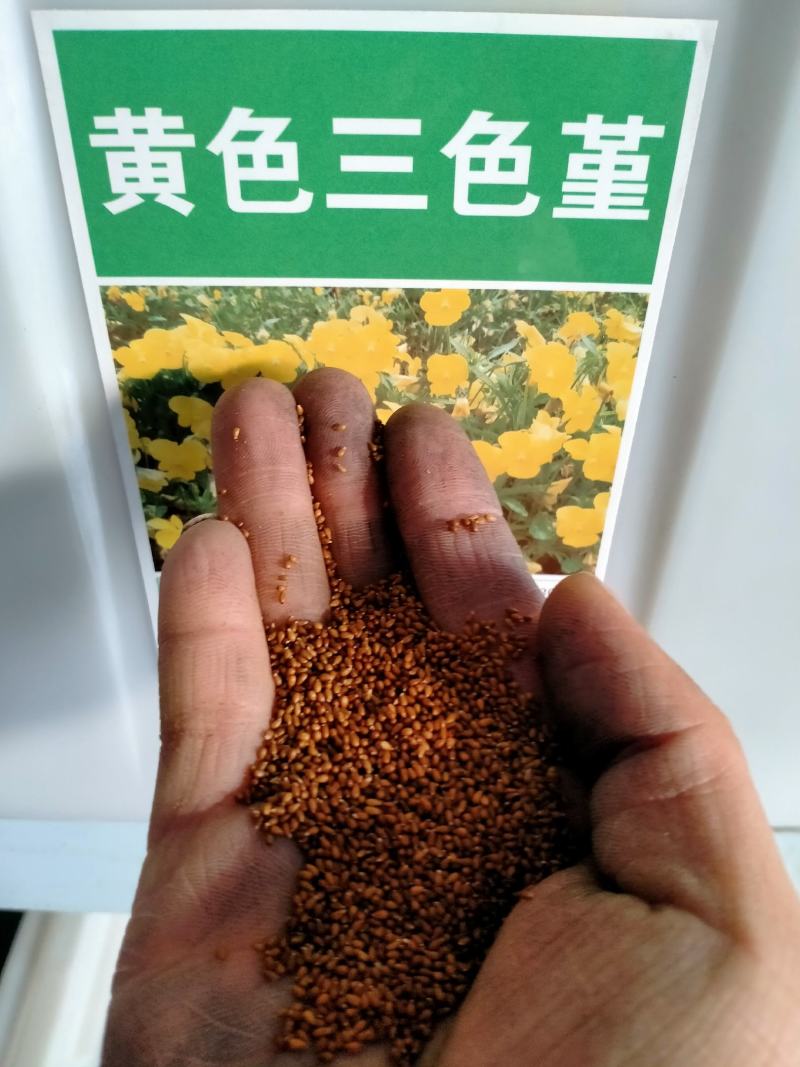 三色堇角堇花种种子花籽秋播秋冬季开花阳台庭院盆栽花籽室外
