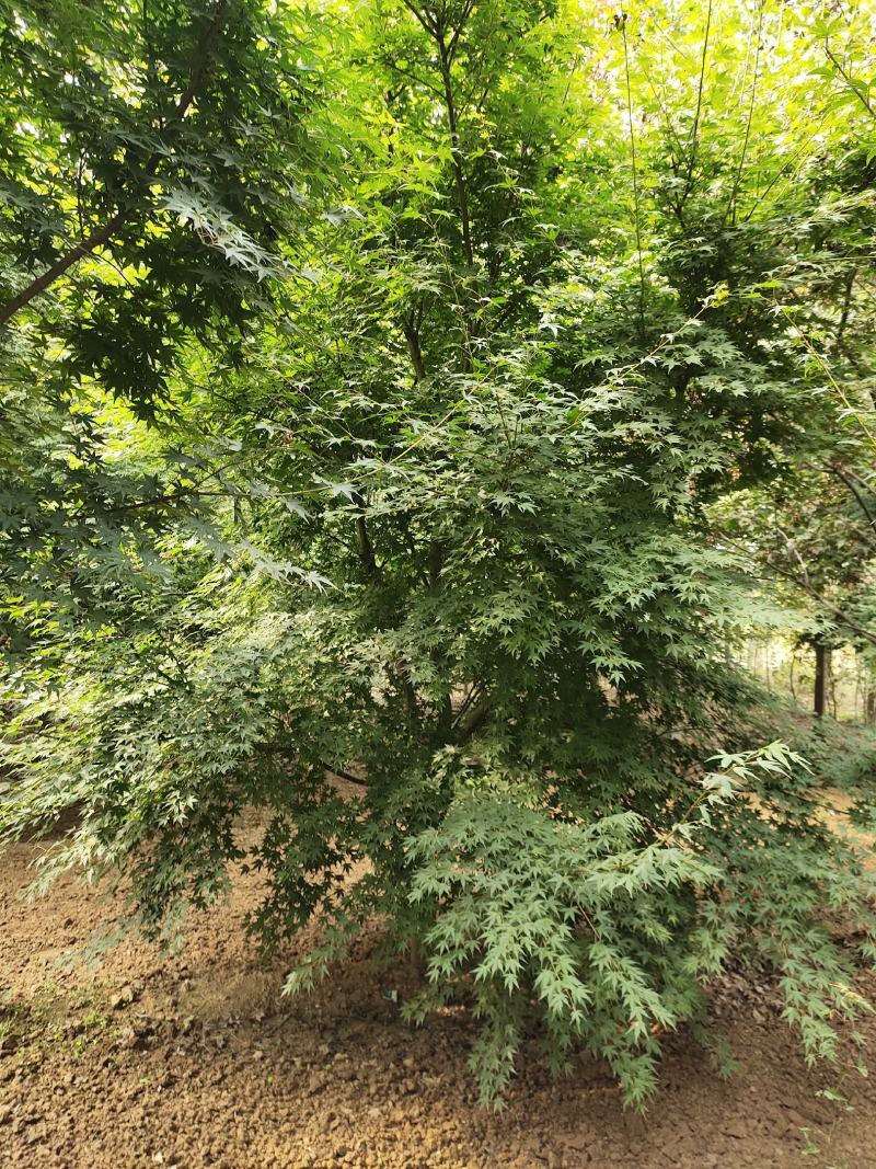 鸡爪槭各种规格价格美丽苗圃直销成活率高一手货源