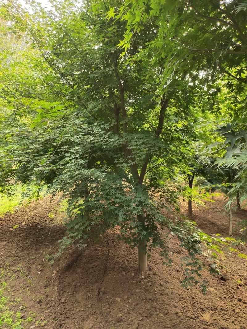 鸡爪槭各种规格价格美丽苗圃直销成活率高一手货源