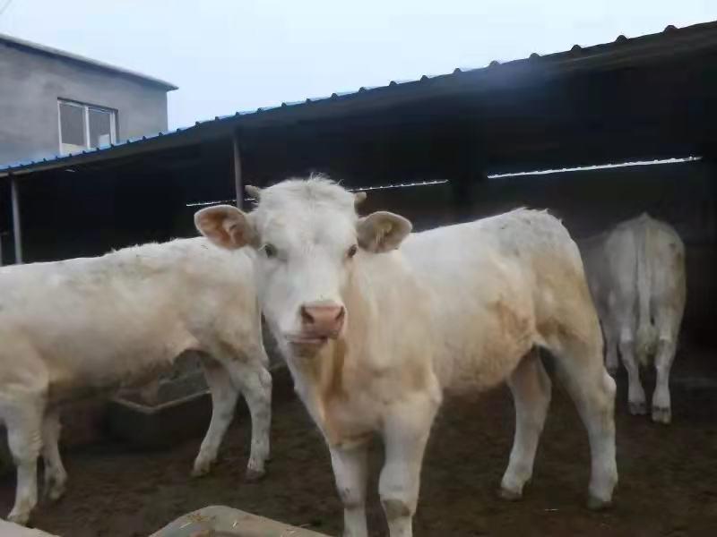 山东大型养殖基地纯种牛犊，8元一斤，欢迎选购