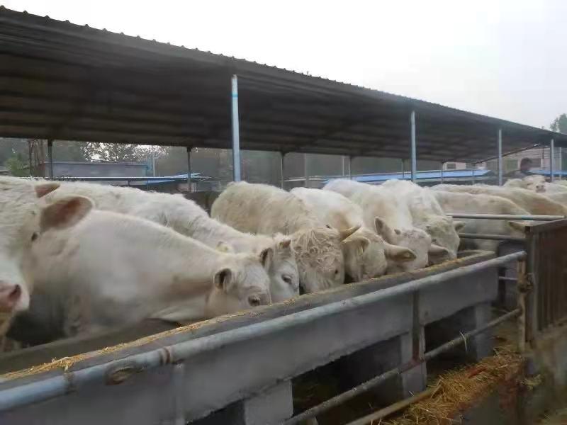 山东大型养殖基地纯种牛犊，8元一斤，欢迎选购