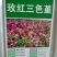 三色堇角堇花种种子花籽秋播秋冬季开花阳台庭院盆栽花籽室外