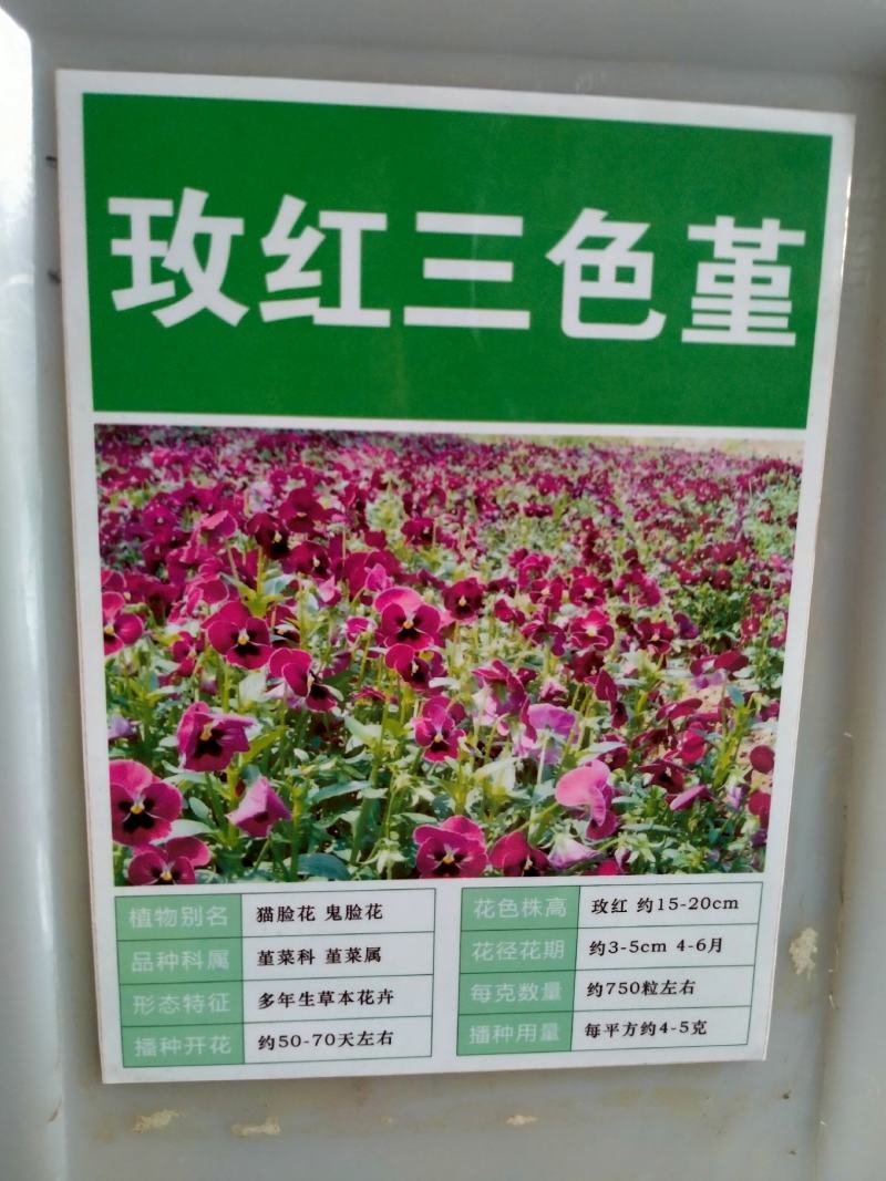 三色堇角堇花种种子花籽秋播秋冬季开花阳台庭院盆栽花籽室外