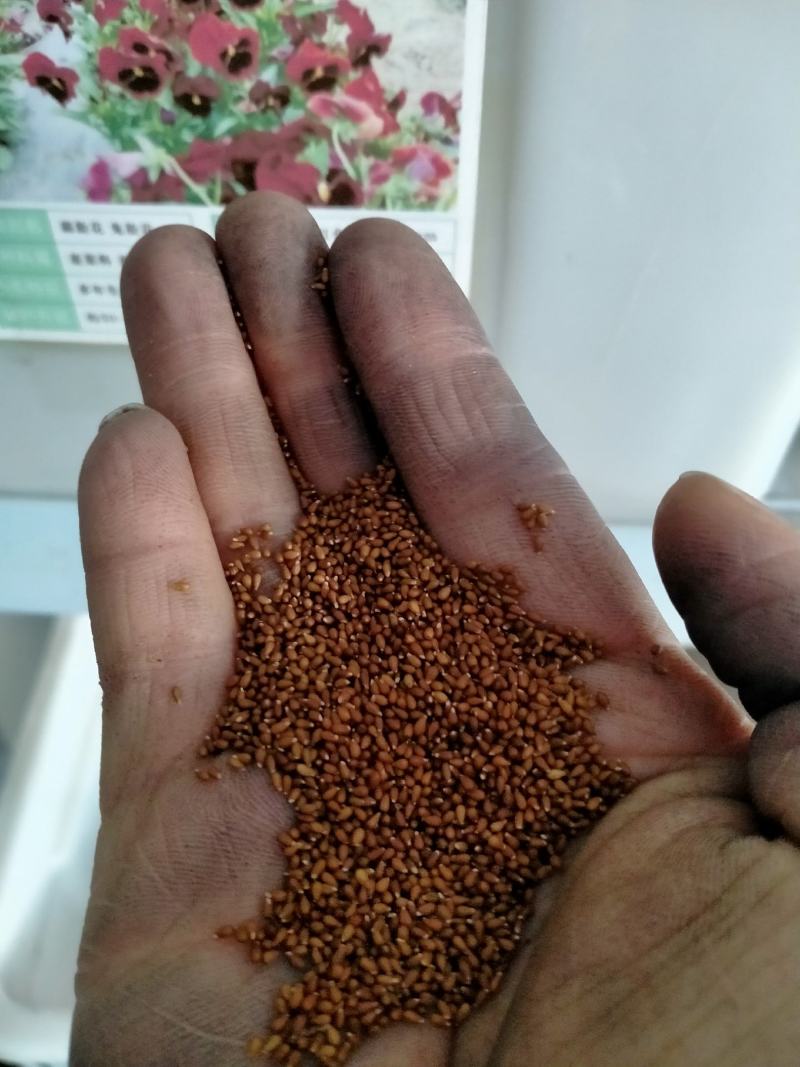 三色堇角堇花种种子花籽秋播秋冬季开花阳台庭院盆栽花籽室外