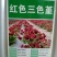 三色堇角堇花种种子花籽秋播秋冬季开花阳台庭院盆栽花籽室外