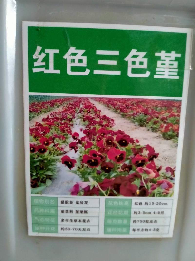 三色堇角堇花种种子花籽秋播秋冬季开花阳台庭院盆栽花籽室外