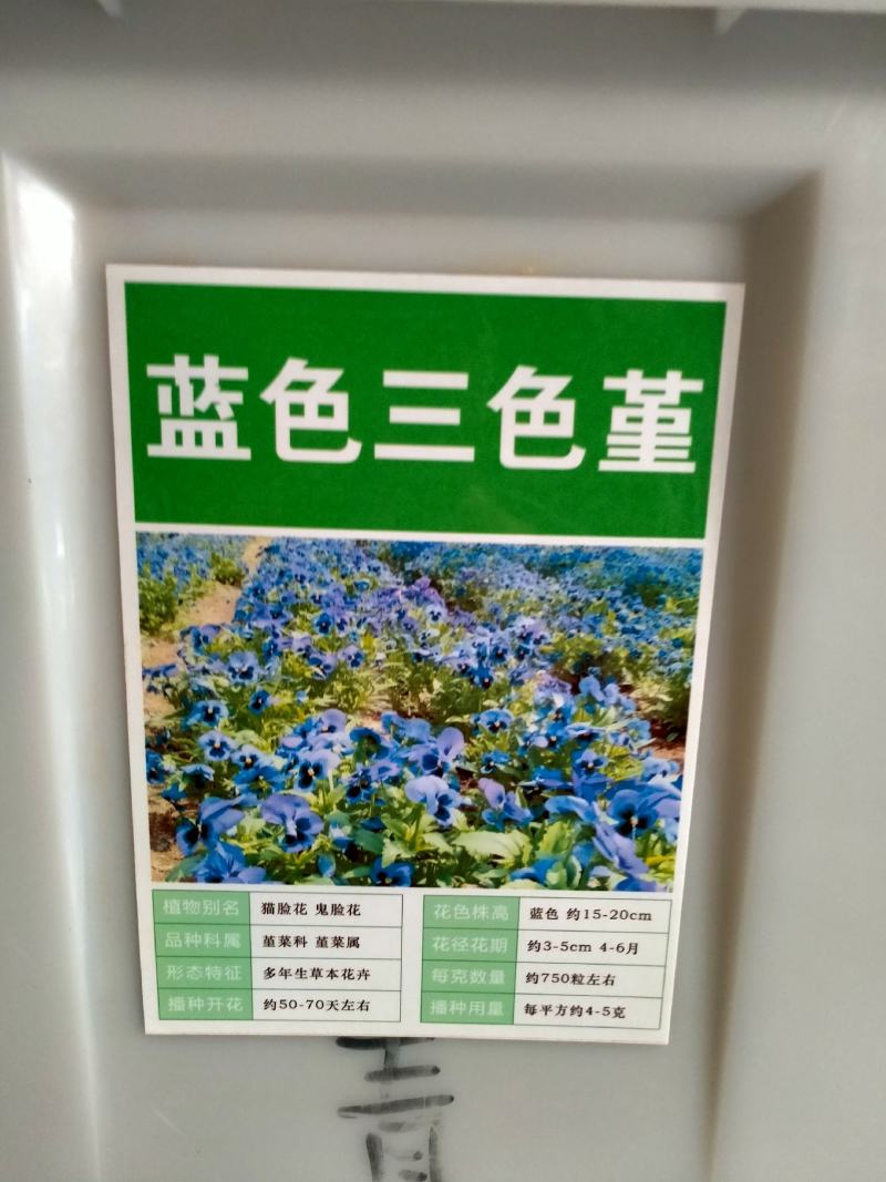 三色堇角堇花种种子花籽秋播秋冬季开花阳台庭院盆栽花籽室外