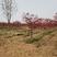 低价出售各种规格的日本红枫，品种纯正，价格美丽，苗圃直销