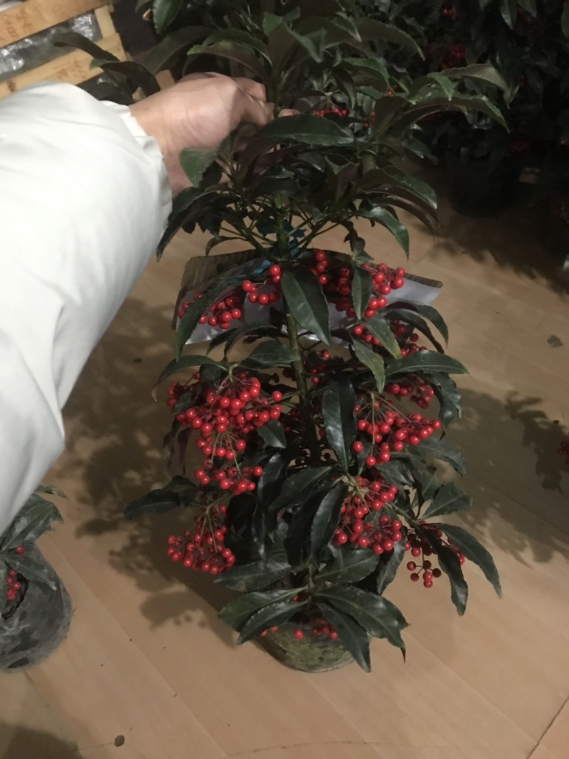 180#富贵籽带果A货批发年宵花基地直销