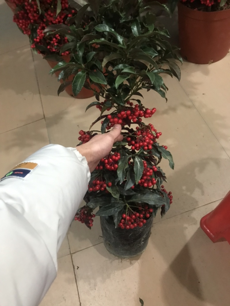 180#富贵籽带果A货批发年宵花基地直销
