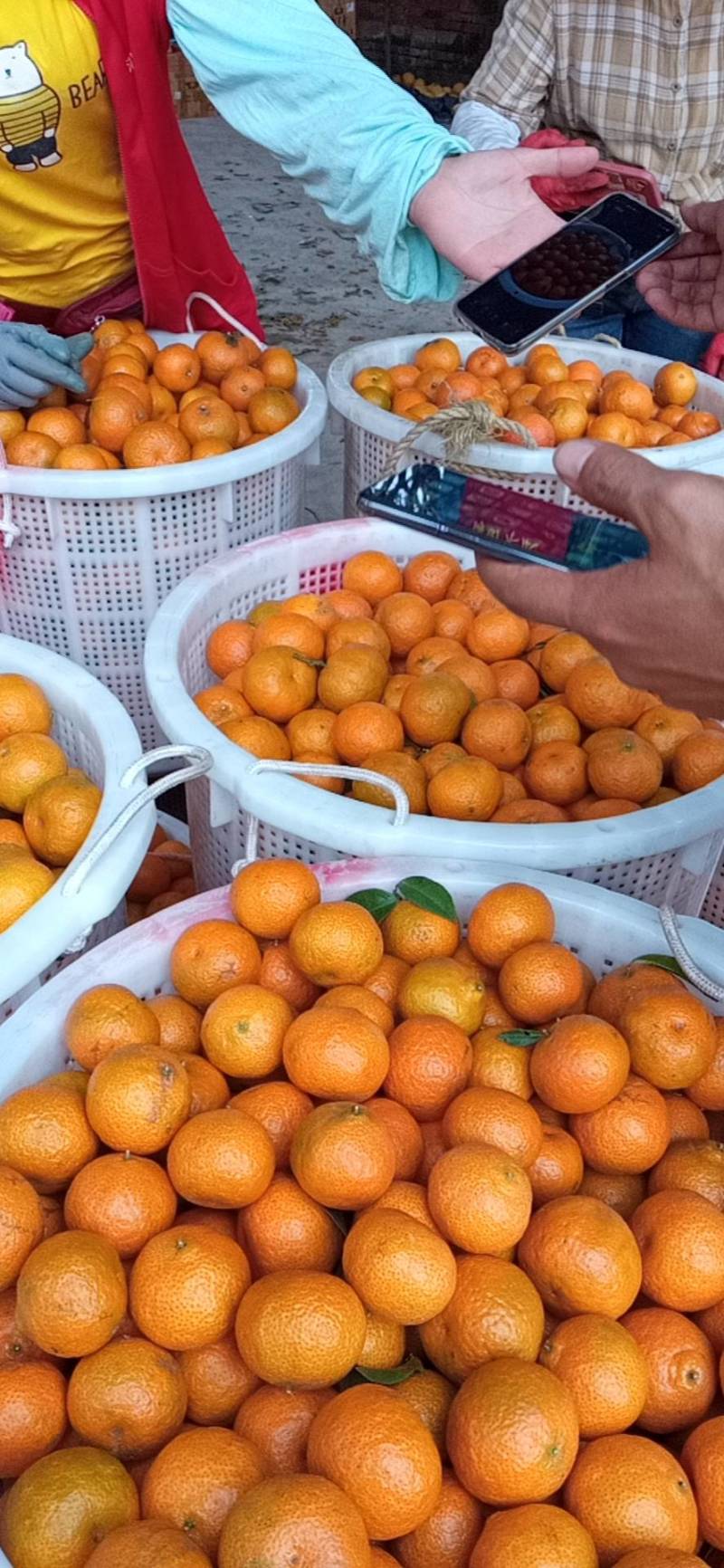 沙糖桔，光头果，承接电商平台精品市场批产地直供一手货源