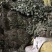 淫羊藿野生淫羊藿小叶圆淫羊藿块茎