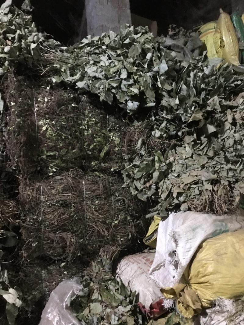 淫羊藿野生淫羊藿小叶圆淫羊藿块茎