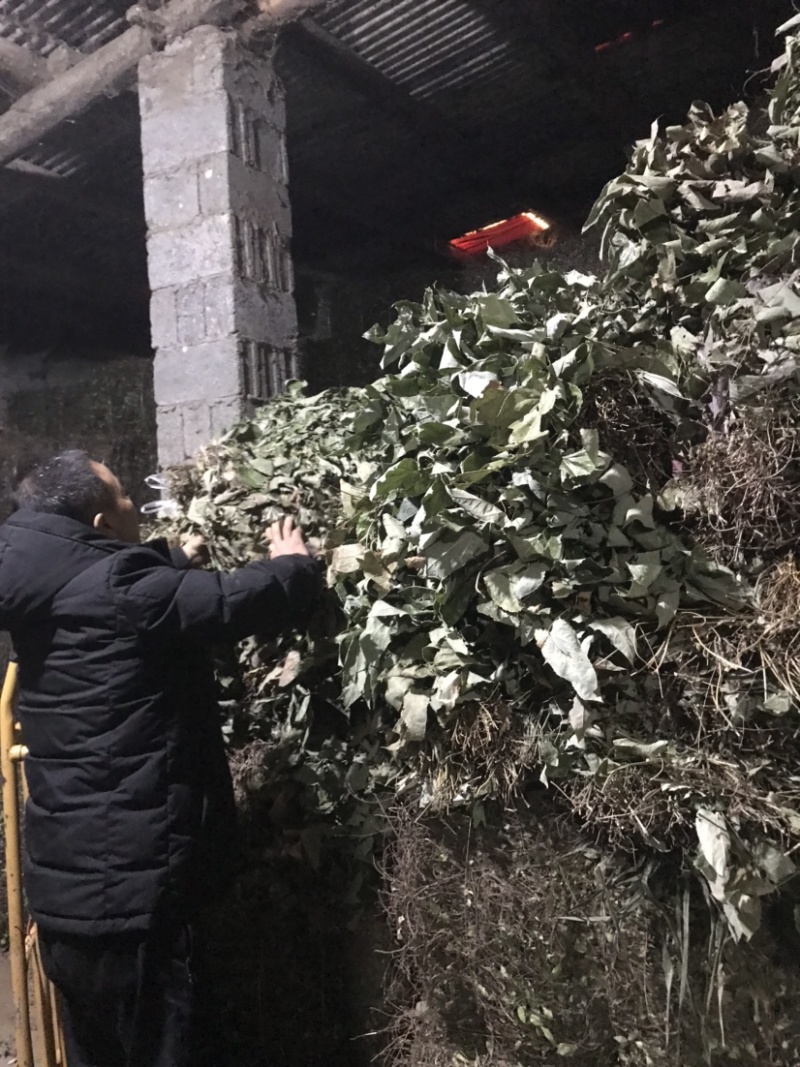 淫羊藿野生淫羊藿小叶圆淫羊藿块茎