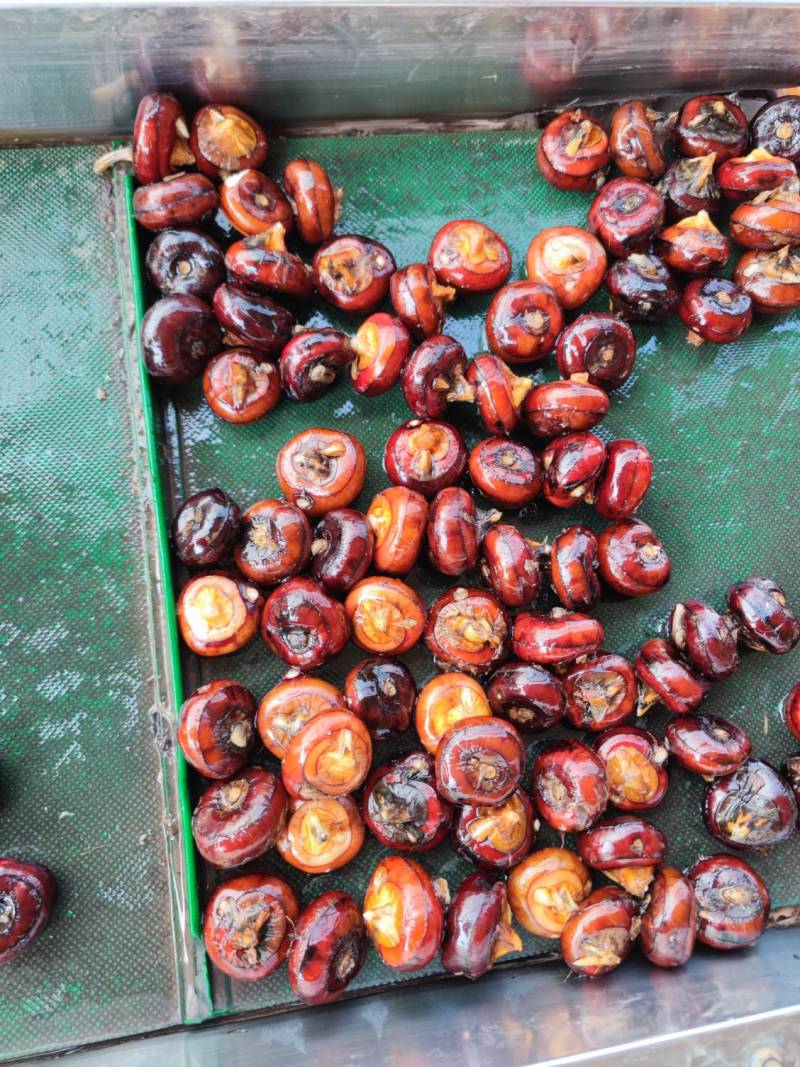 马蹄荸荠鲜果水洗蹄子社区团购批发毛马蹄水果蔬菜当季新