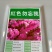 勿忘草花种子宿根多年生勿忘我种子盆栽耐寒易种花卉种子