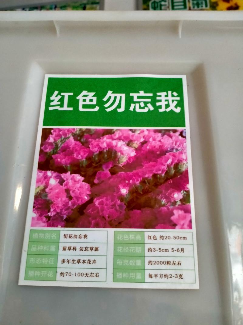 勿忘草花种子宿根多年生勿忘我种子盆栽耐寒易种花卉种子