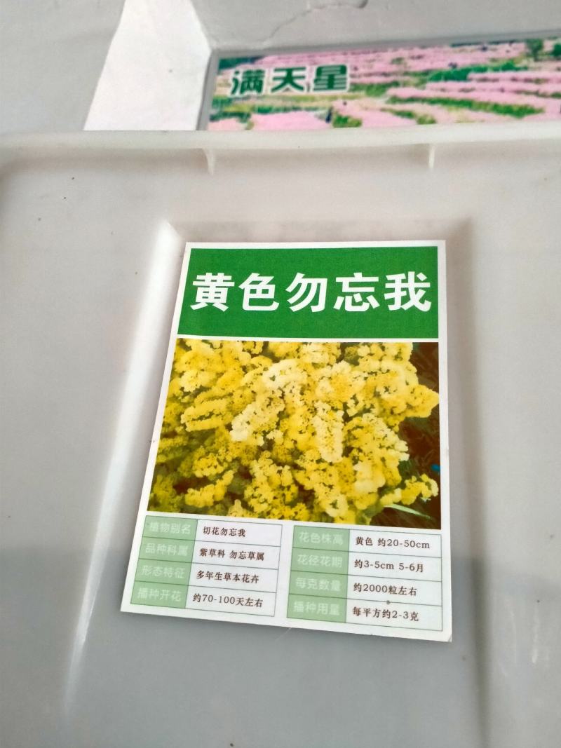 勿忘草花种子宿根多年生勿忘我种子盆栽耐寒易种花卉种子