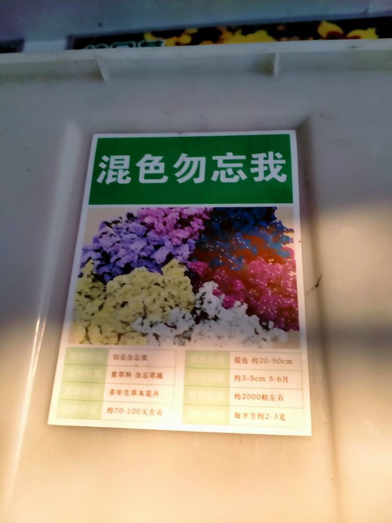 勿忘草花种子宿根多年生勿忘我种子盆栽耐寒易种花卉种子