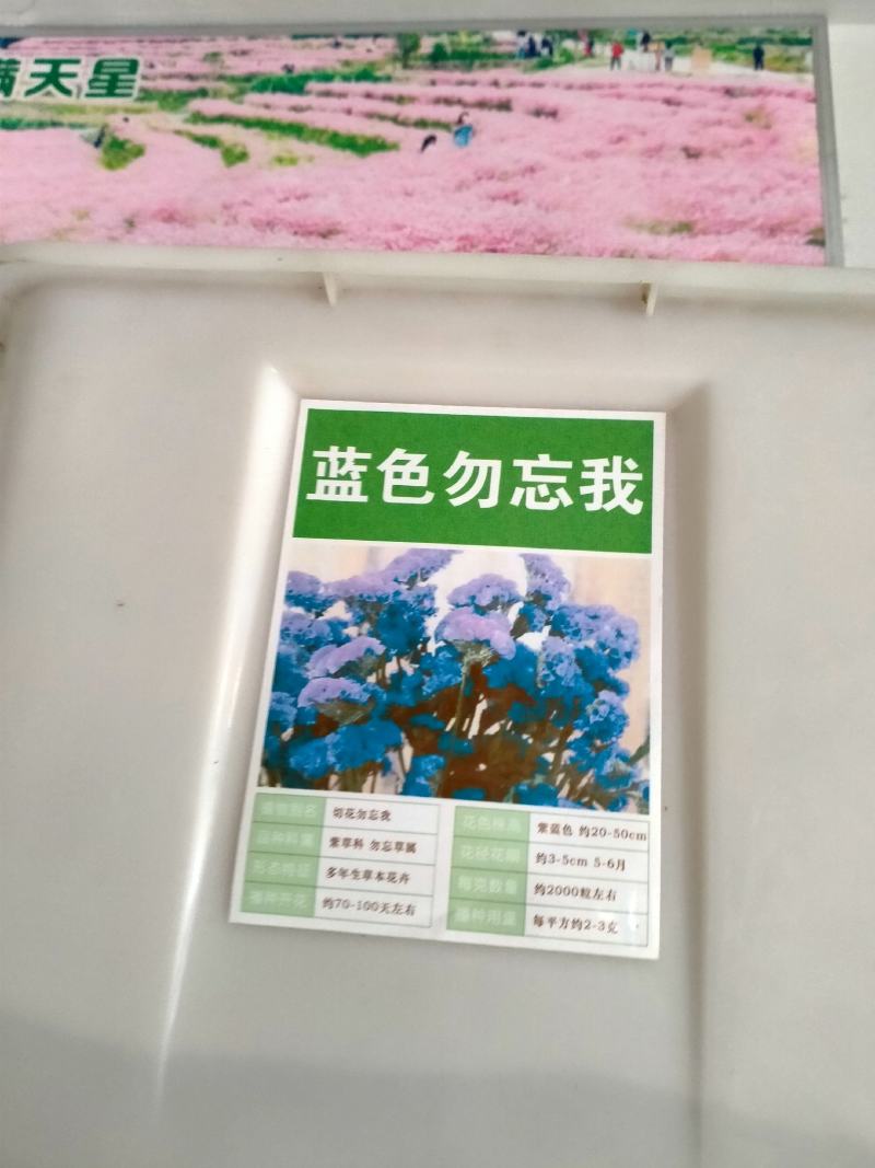 勿忘草花种子宿根多年生勿忘我种子盆栽耐寒易种花卉种子