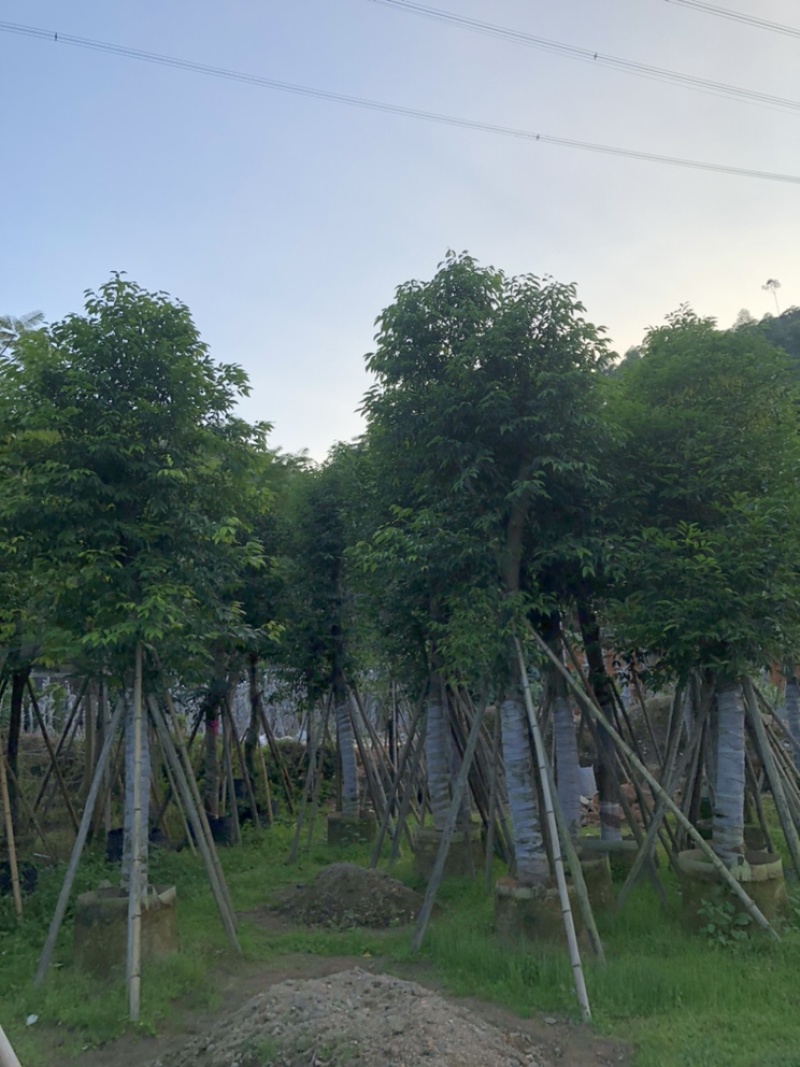 阴香天竺桂