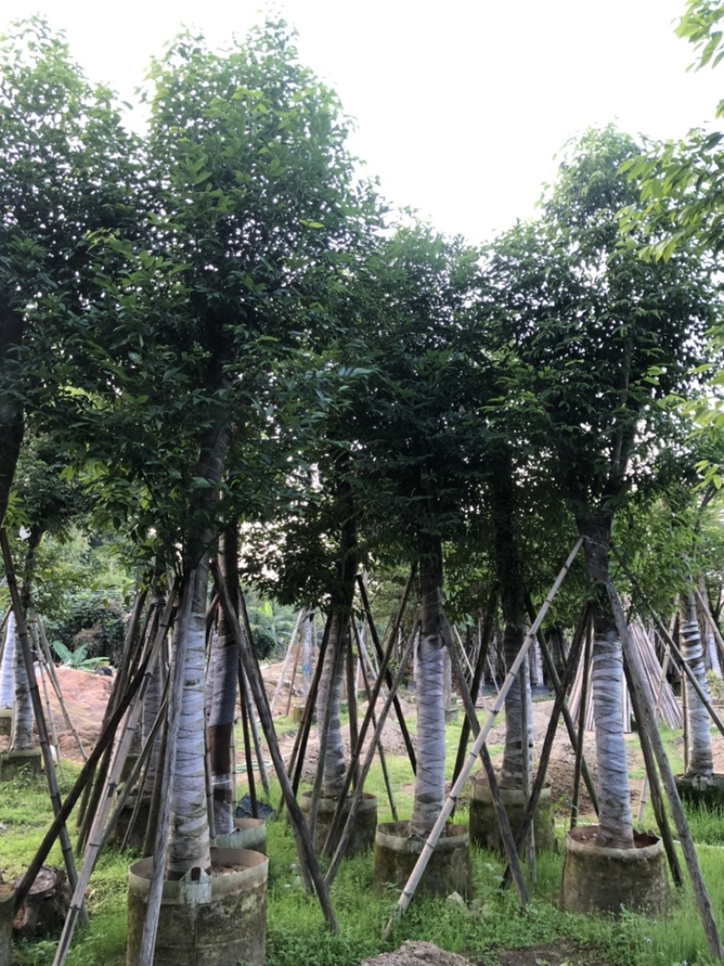 阴香天竺桂