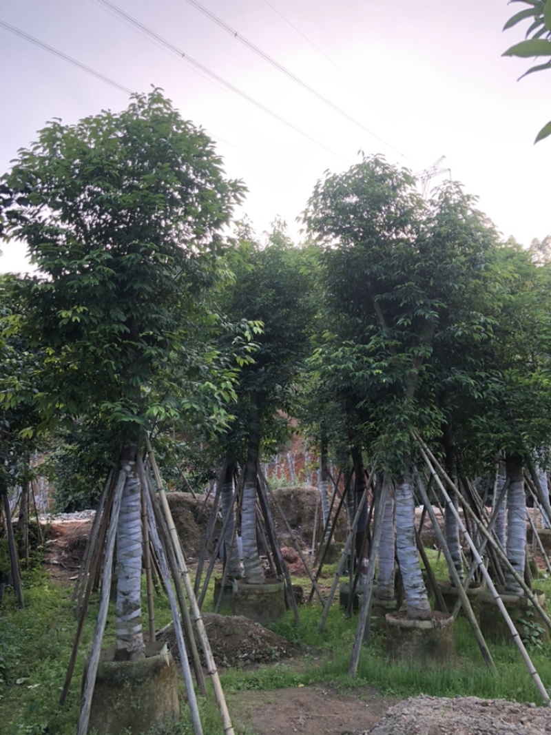 阴香天竺桂