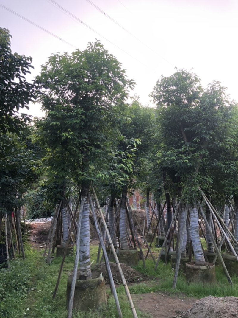 阴香天竺桂