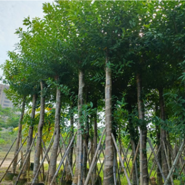 水榕水翁树