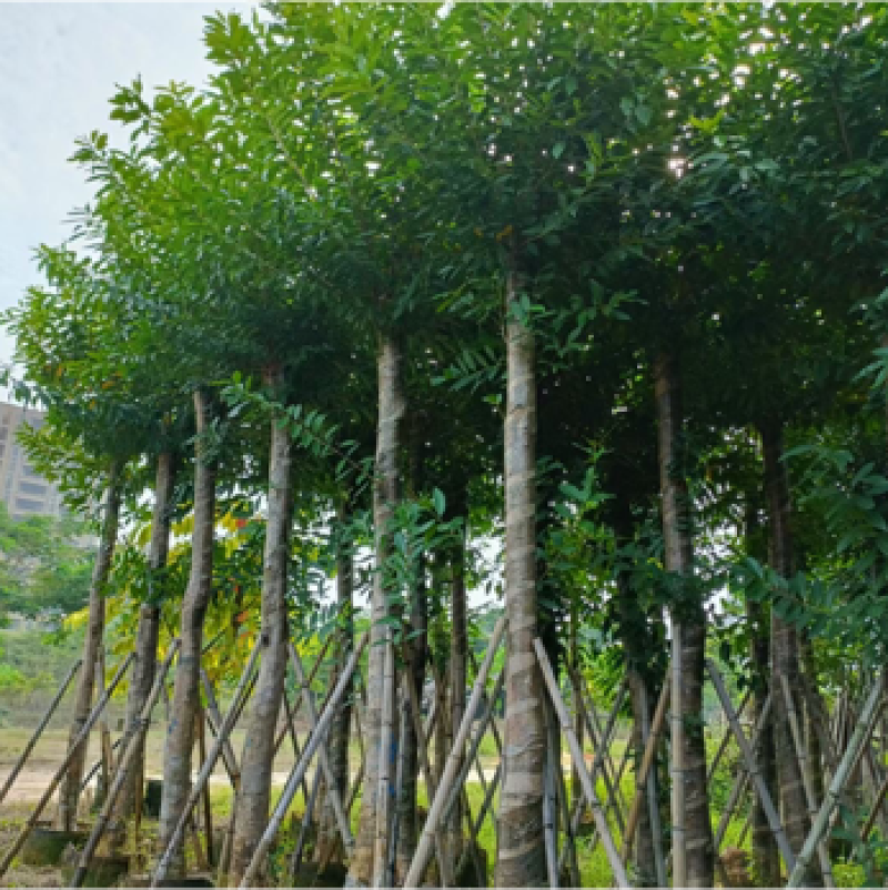 水榕水翁树