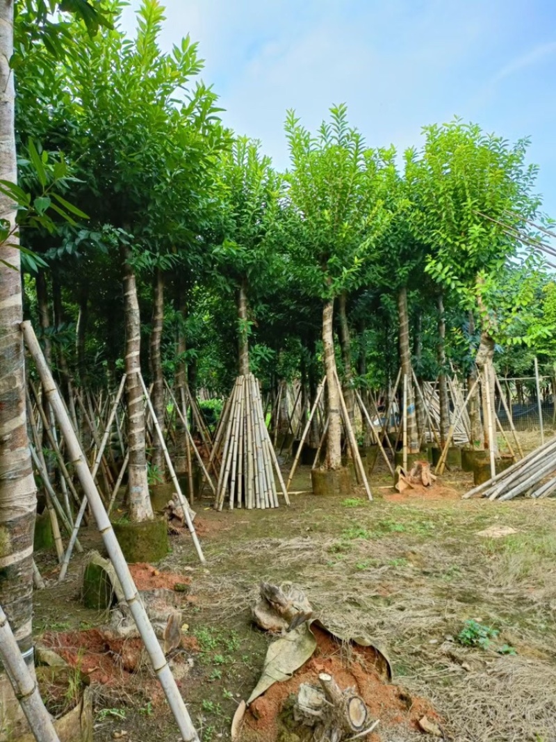 水榕水翁树