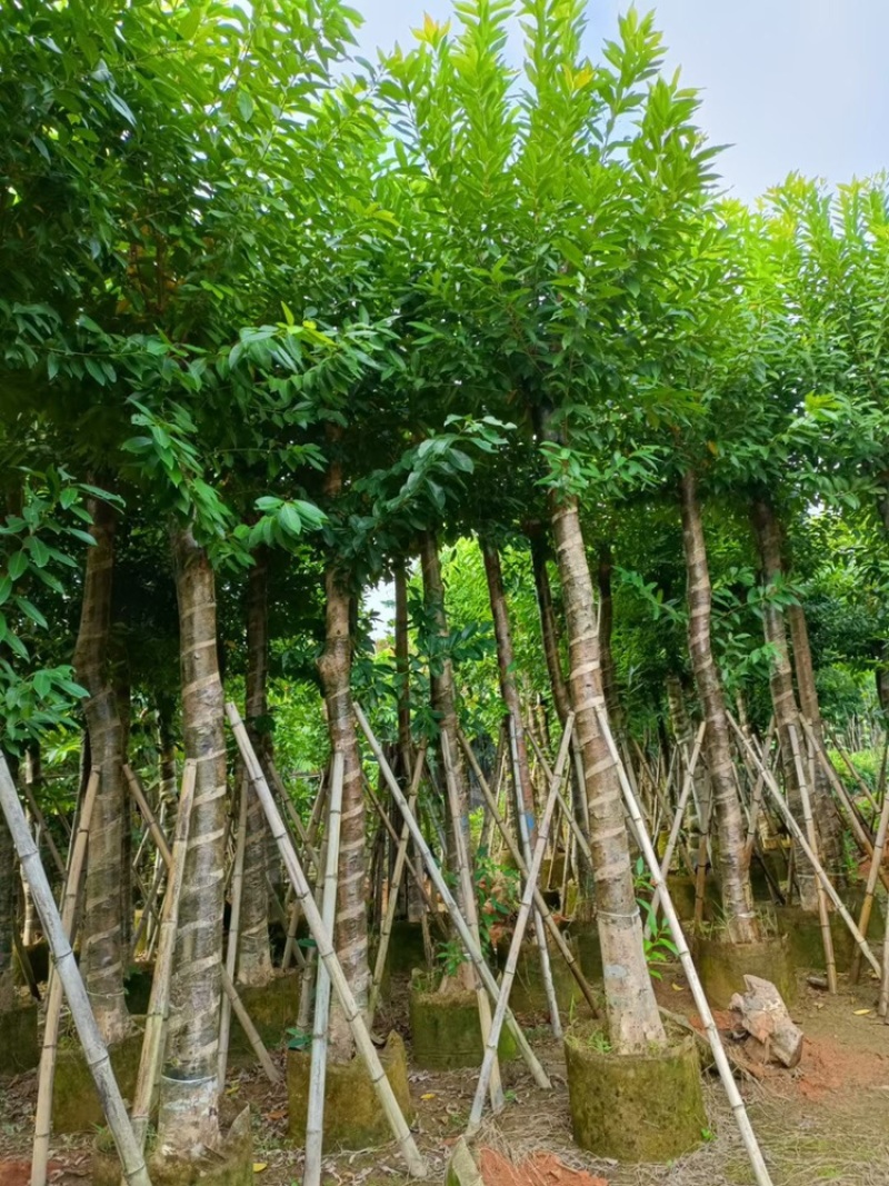 水榕水翁树